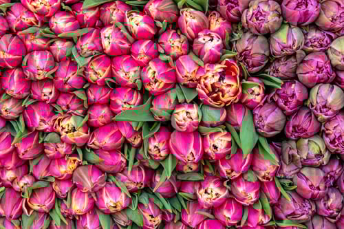 Preview: Close-Up View of Colorful Fresh Tulip Flowers