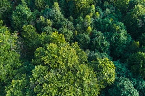 Preview: Top down flat aerial view of dark lush forest with green trees canopies in summer