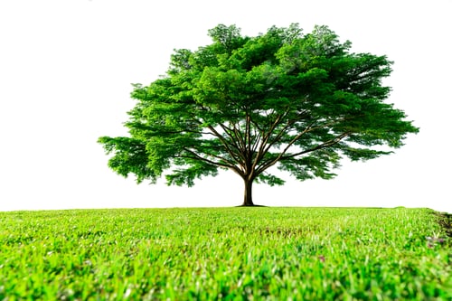 Preview: Big green tree with beautiful branches and green grass field isolated on white background. Lawn