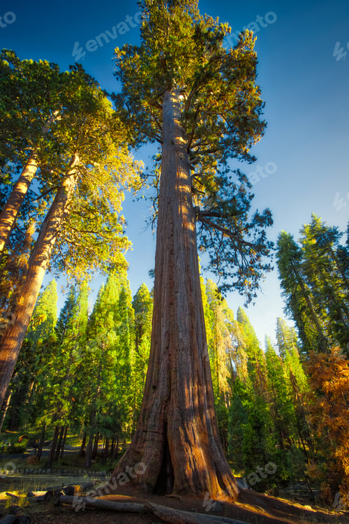 Preview: Giant Sequoia, The Giant Forest, Sequoia National Park, California