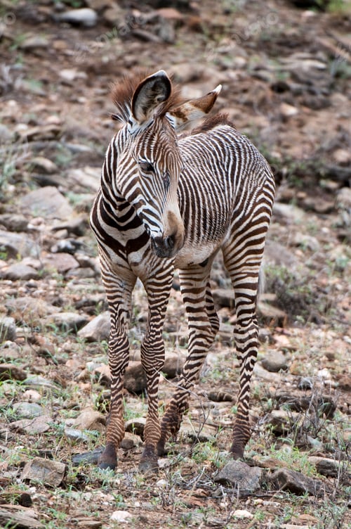 Preview: Grevy's Zebra (Equus grevyi), Samburu National Park, Kenya