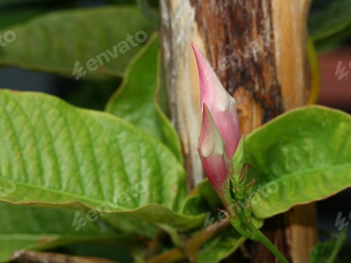 Preview: Mandevilla Flower Buds - Photograph Of Pink Mandevilla Flower Buds And Vine. Selective Focus On The