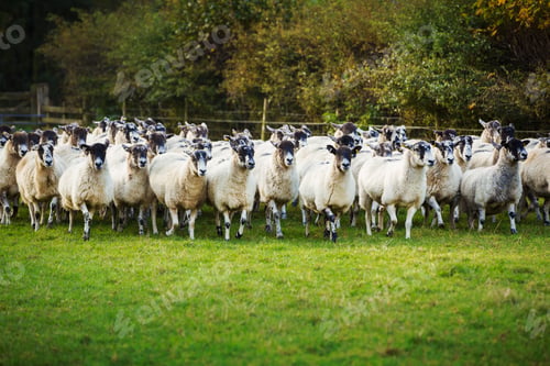 Preview: Large flock of sheep on a meadow.