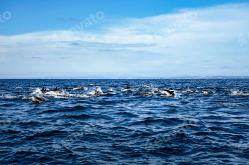 Preview: Dolphin pod leaping in ocean with coast