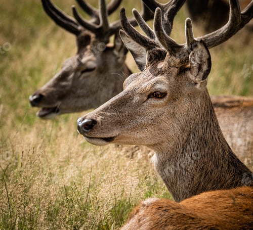 Preview: Closeup shot of the head of a male elk next to another one