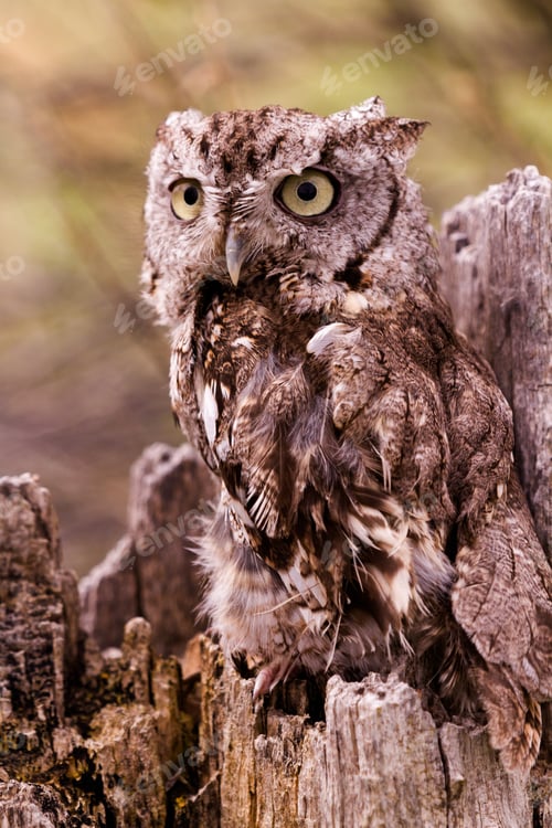 Preview: Western Screech Owl