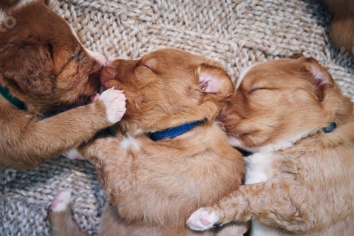 Preview: Cute dogs sleeping on blanket