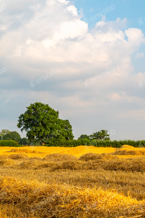 Preview: Golden wheat fields