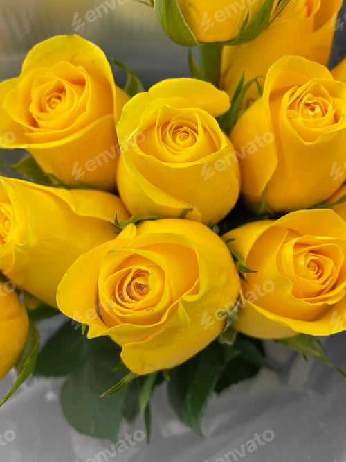 Preview: Roses
