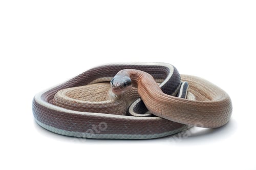 Preview: attack Taiwan beauty rat snake isolated on white background
