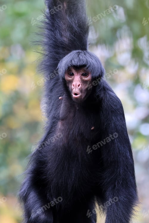 Preview: red-faced spider monkey with wondering face emotion. Ateles paniscus outdoors in nature