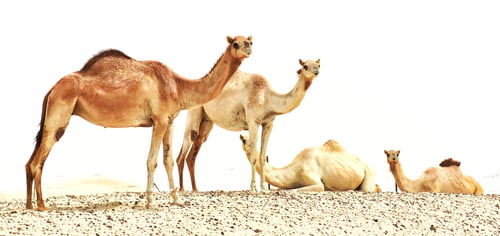 Preview: Camels in The Arabian Desert
Nominated🐪