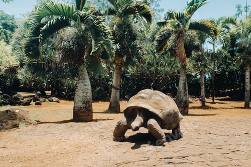 Preview: giant tortoises Dipsochelys gigantea in a tropical Park on the island of Mauritius in the Indian
