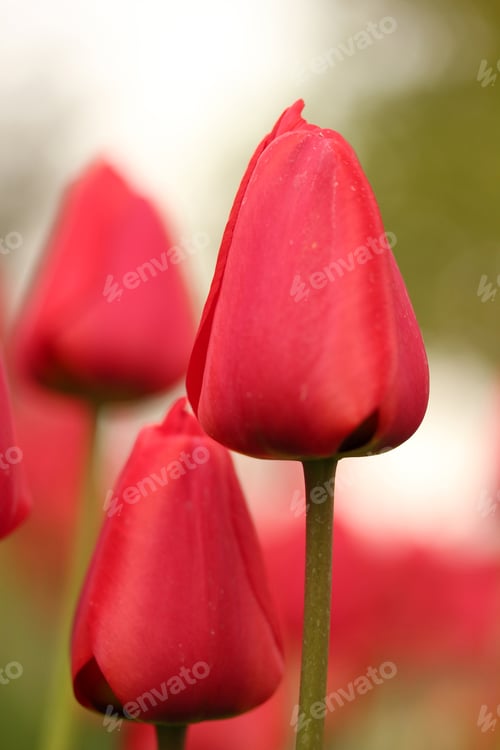 Preview: Red Tulips