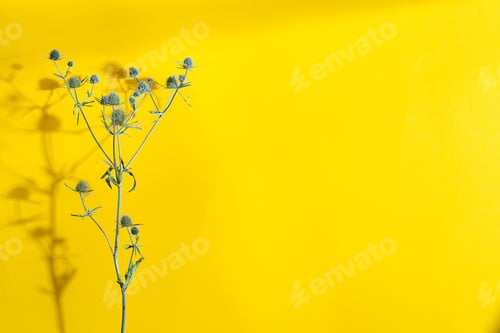 Preview: Plant backdrop with dry thistle twig on a yellow background