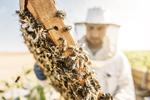 Preview: Beekeeper working collect honey