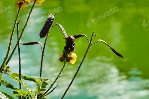 Preview: Closeup of African senna (Senna didymobotrya) by the river