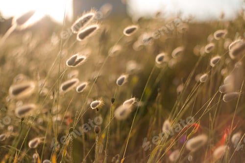 Preview: The golden light in a field of catkins