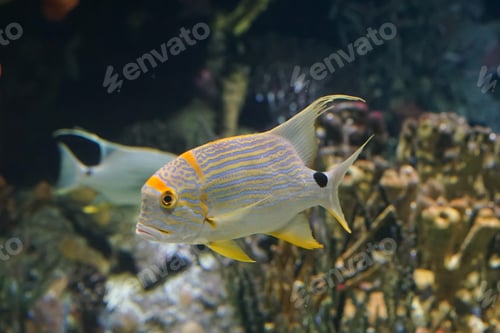 Preview: underwater coral reef landscape wide panorama background in the deep blue ocean with colorful fish a