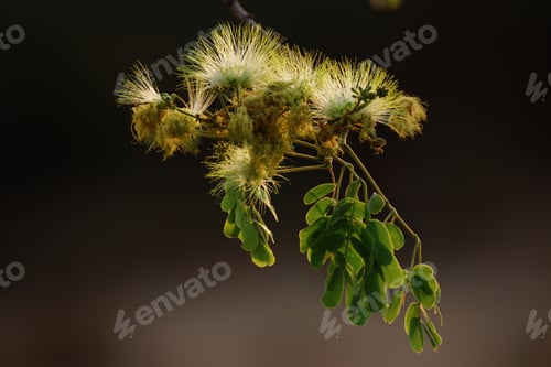 Preview: Closeup shot of a frywood tree branch on a smooth background