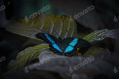 Preview: Close up of a Green Swallowtail butterfly is perched on top of a lush green leaf