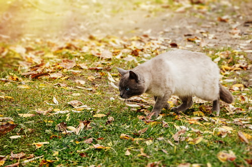 Preview: Cat sneaks for prey on background of autumn foliage