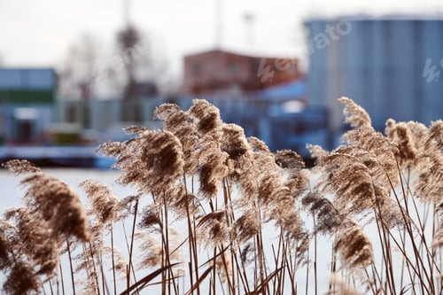 Preview: Dry reed stalks on banks of river, industrial background