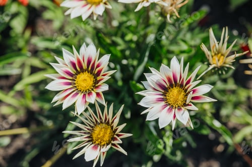 Preview: Nature displays vibrant flowers in garden setting under bright sunlight