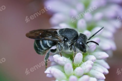Preview: Close up of a cleptoparasite bee, Stelis punctulatissima on a li