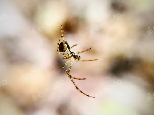 Preview: Spider macro