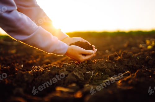 Preview: Hand of expert farmer collect soil. Farmer is checking soil quality before sowing. Agriculture.