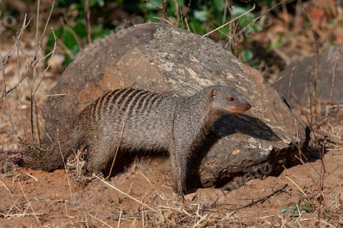 Preview: Banded Mongoose - Chobe National Park - Botswana