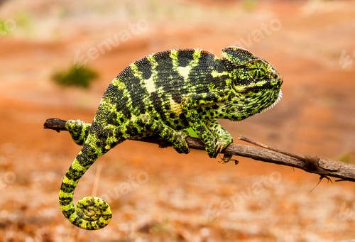 Preview: The Indian Chameleon, Chamaeleo zeylanicus in the forest.