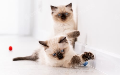 Preview: Kittens Ragdoll playing with toys
