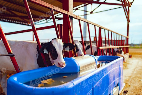 Preview: Milky cow drinking water in a modern farm