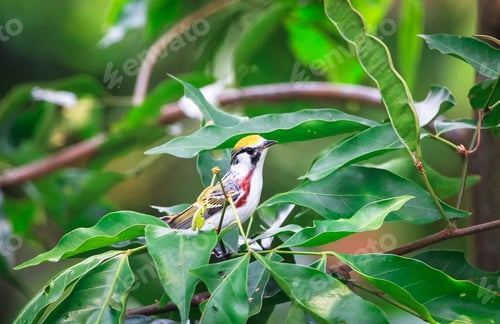 Vorschau: Kastanienrohrsänger in Belize