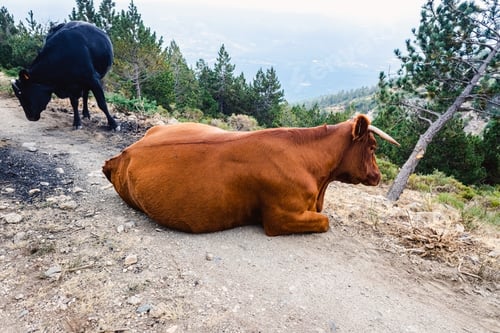 Preview: Grazing cows in freedom roaming the mountains.