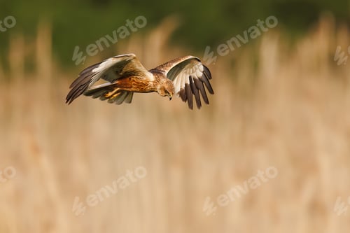 Preview: Close up of a Marsh Harrier soaring across a wide open landscape.