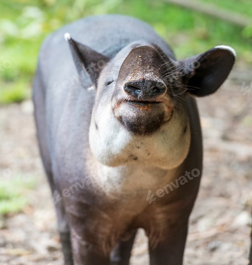 Preview: Tapir Eating Food
