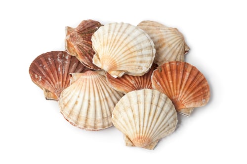 Preview: Fresh closed scallops