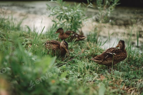 Preview: Ducks