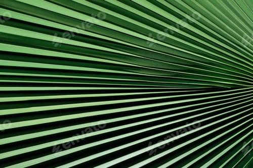 Preview: Natural pattern of palm leave,light and shadows