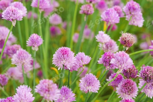 Preview: Blooming chive, allium schoenoprasum in summer garden, close up view of vibrant purple flower macro
