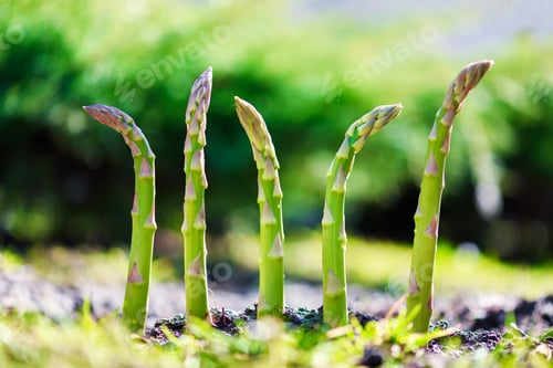 Preview: Young green asparagus sprout