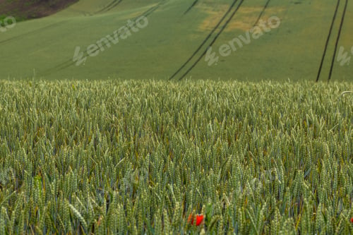 Preview: Agriculture fields with crop and vineyards at summer.