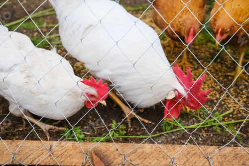 Preview: A rooster with a red crest on its head and white plumage eats grains behind a net in a wooden