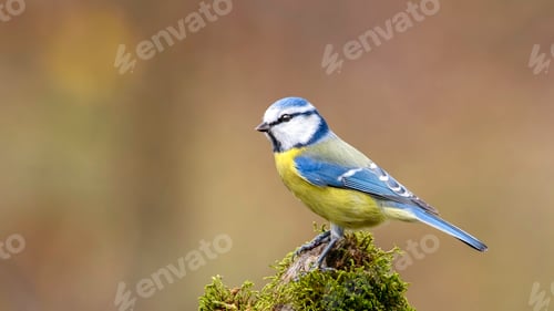 Preview: Eurasian Blue Tit sitting on a branch