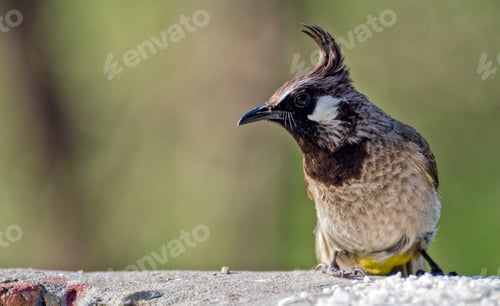 Preview: Yellow-vented bulbul