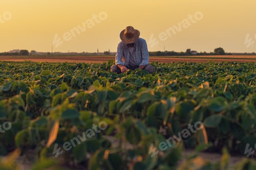 Preview: Farmer examining soybean crops in cultivated soybean field