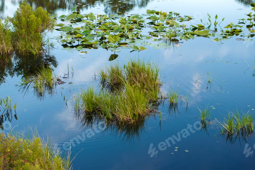 Preview: Florida forest lake nature on a sunny day.